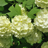 Snowball Viburnum Plant Live in 4'' Potted, Viburnum Live Plant Shrub Gardening, 4 to 5'' Tall, White Flower