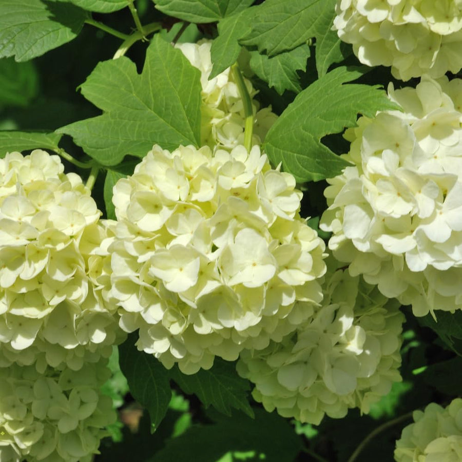 Snowball Viburnum Plant Live in 4'' Potted, Viburnum Live Plant Shrub Gardening, 4 to 5'' Tall, White Flower