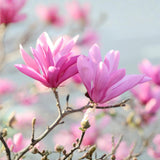 Magnolia Tree Live Plant in 2.5'' Pot, Magnolia Starter Tree, Ornamental Flowering Tree, Outdoor or Container Growing (Ann Magnolia)