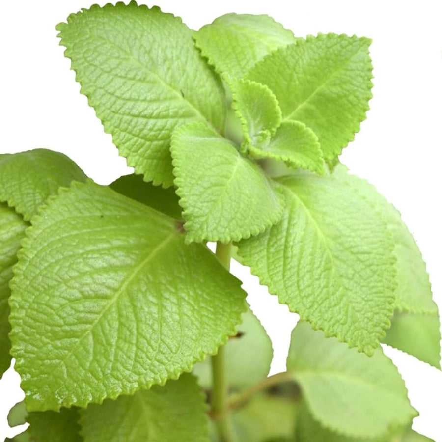 2 Herbs Cuban Oregano Live Plants Very Well-Rooted, Ready to Plant Outdoor Indoor, Vegetables Mexican Mint or Spanish Thyme