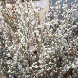 Pussy Willow Plant in 2.5-Inch Pot, 6-12 Inch Tall Willow Tree Plants for Gardening
