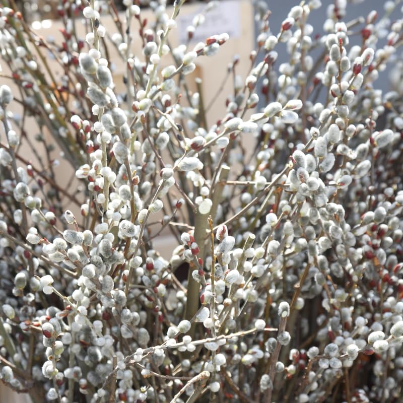Pussy Willow Plant in 2.5-Inch Pot, 6-12 Inch Tall Willow Tree Plants for Gardening