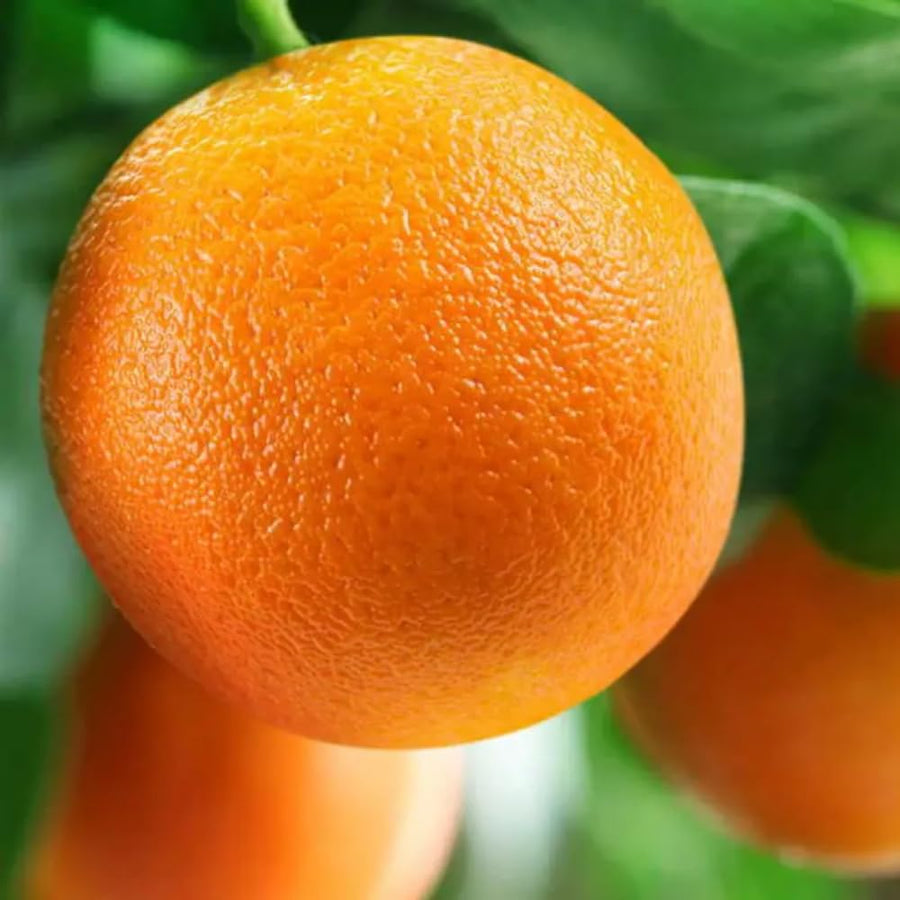 Navel Orange Tree Live Plant, 3-4 Feet Tall Grafted Citrus Tree, Sweet Seedless Orange Fruit Tree for Outdoor Planting