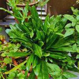2 Culantro Plants Live, Culantro Live Plant, 5 to 7 Inches Tall, Vegetable Herb Plant for Growing