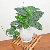 2 Monstera Plants Live, Swiss Cheese Philodendron Plant, Ornamental Tropical Well-Rooted, 4 to 5 Leaves for Indoor Houseplant (Monstera Dark Green)