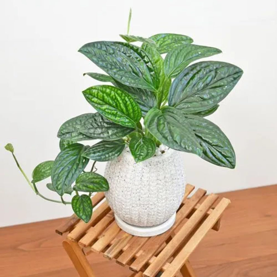 2 Monstera Plants Live, Swiss Cheese Philodendron Plant, Ornamental Tropical Well-Rooted, 4 to 5 Leaves for Indoor Houseplant (Monstera Dark Green)