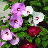 Hibiscus Flower Plant, Hibiscus Plants Live, Tropical Hibiscus Plant, Giant Mix, Zone 10 to 12, Size 5 to 7 Inch Tall