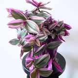 3 Mixed Wandering Jew Live Plants 3-5 Inches, Tradescantia Indoor Plants, Colorful Trailing Houseplant Potted