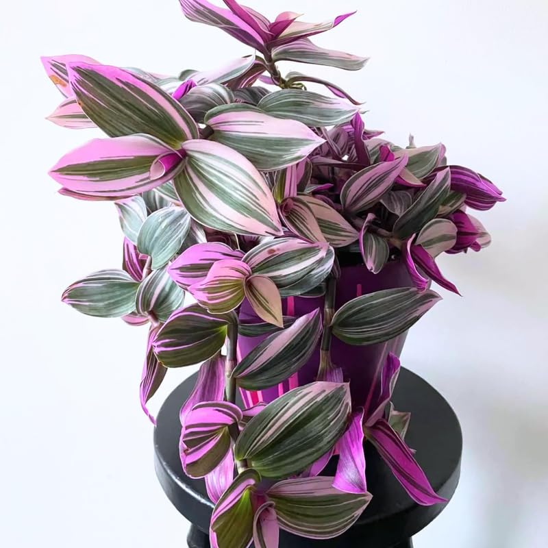 3 Mixed Wandering Jew Live Plants 3-5 Inches, Tradescantia Indoor Plants, Colorful Trailing Houseplant Potted
