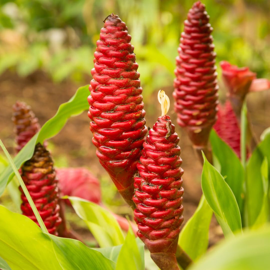 Shampoo Ginger Plant for Planting, Awapuhi Ginger Rhizome, 3–5 Inches Tall, Well Rooted, No Pot, Ready to Grow
