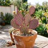 50 Purple Prickly Pear Seeds, Prickly Pear Cactus Seeds, Drought Tolerant Plant for Outdoor Growing