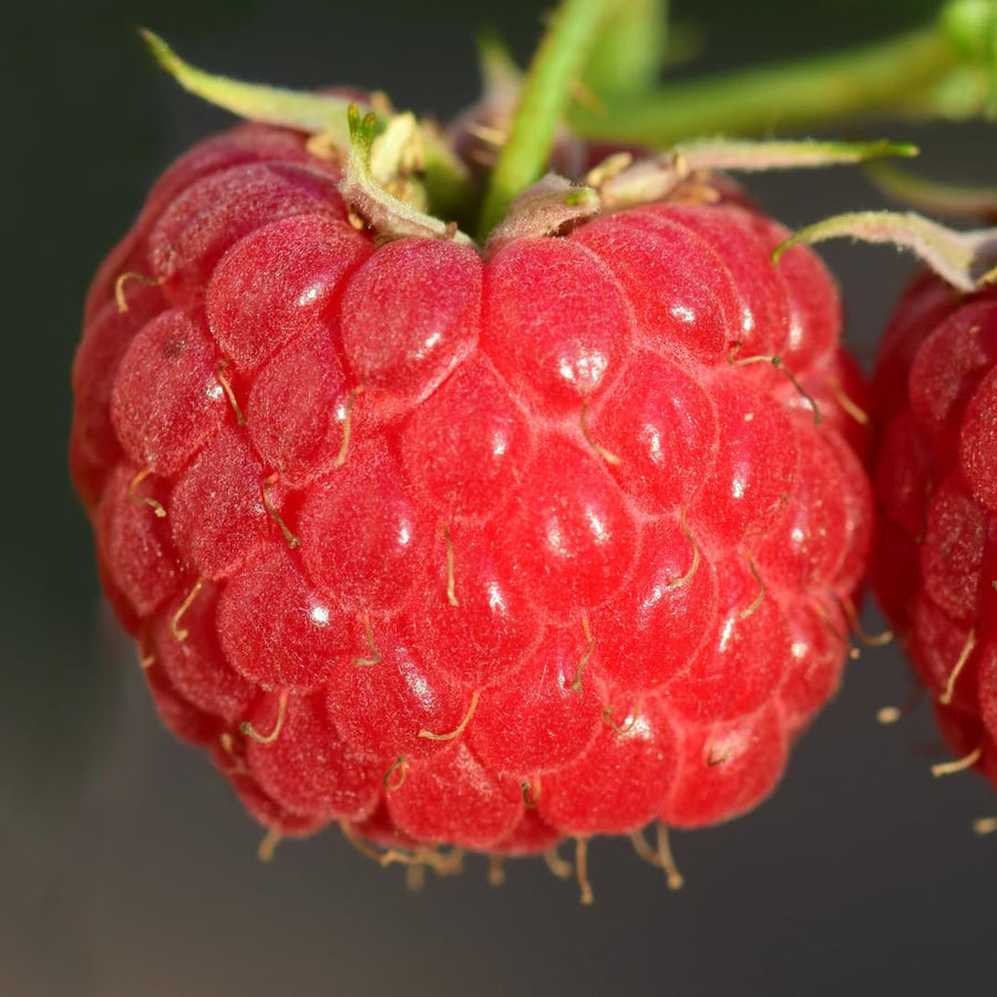 Large Raspberry Plants Live for Planting, 10 Months Old Raspberry Bushes Ready to Plant Outdoor, Cold Hardy for Year-Round Planting