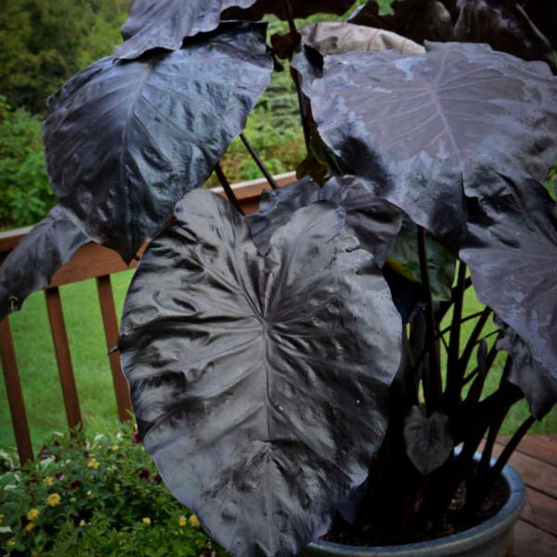 Alocasia Plant Live, Rare Elephant Ear Plant Indoor in 4 Inch Pot, Tropical Foliage, Compact Houseplant for Office, Room and Home Décor - Black