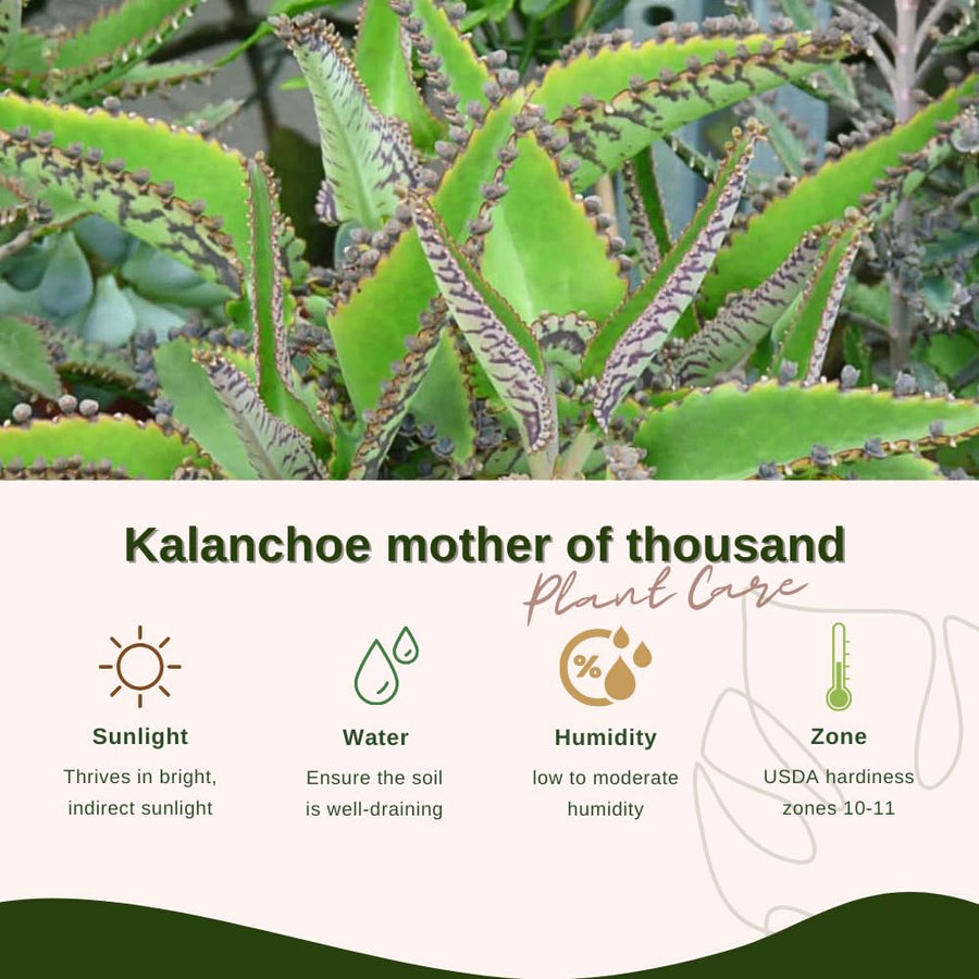 Live Kalanchoe Plant Starter, Mother of Thousands Plant Kalanchoe 4 Inch Pot, Indoor Houseplants