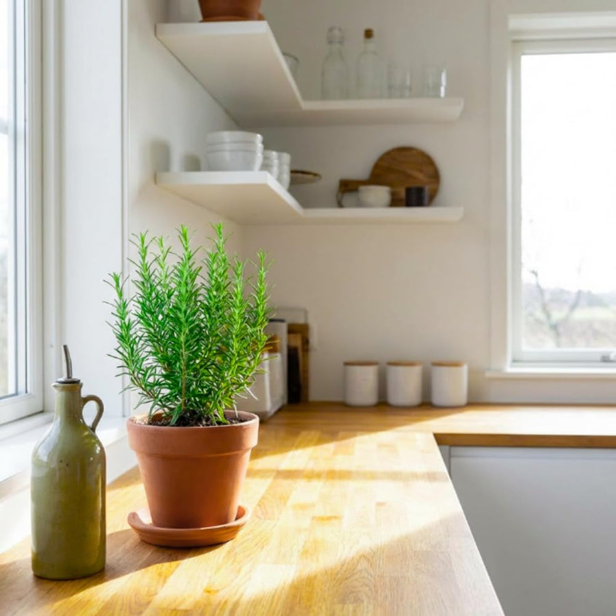 Pack of 400 Rosemary Seeds for Planting, Rosemary Seed, Heirloom Herb Seeds for Indoor Outdoor Garden