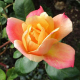 Rose Plant Live for Planting Indoor Outdoor, Rose Bush Live Plant (Gold Rose)