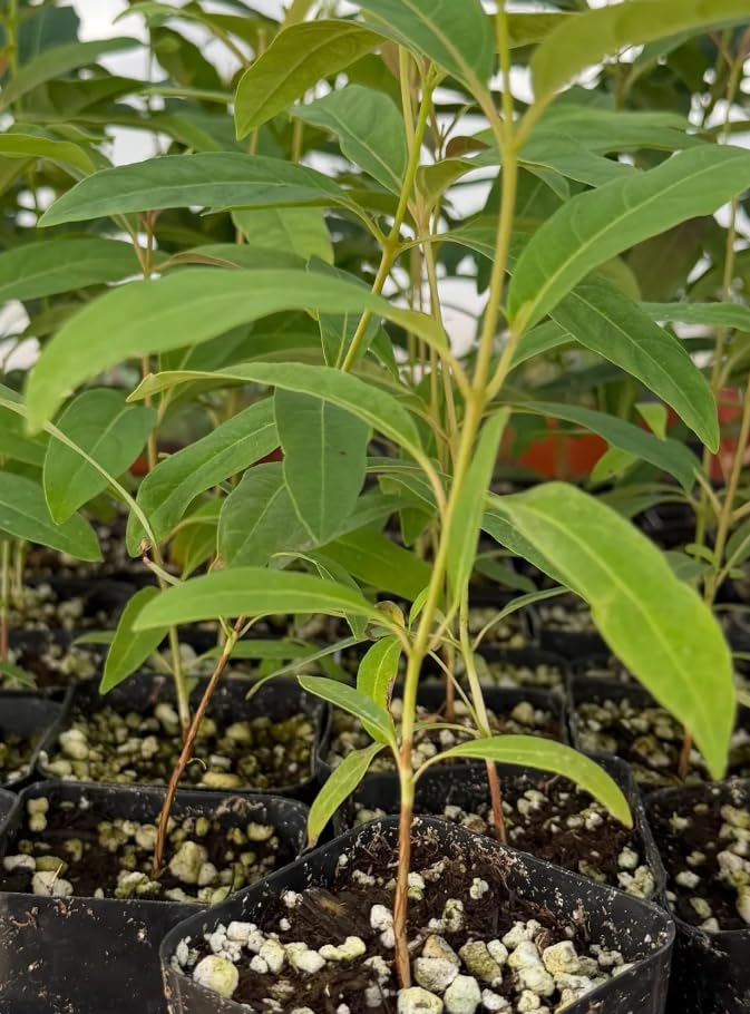 Eucalyptus Plant, Starter Eucalyptus Plant Live in 2.5" Pot, Cold Hardy, Fragrant Foliage, Ready to Grow Indoor Outdoor (Rainbow)
