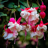 Hardy Fuchsia Plants Live Hanging Basket, White Red Fuchsia Plant Pot, 5 Inches Pot, Perennial Colorful Flower Plant