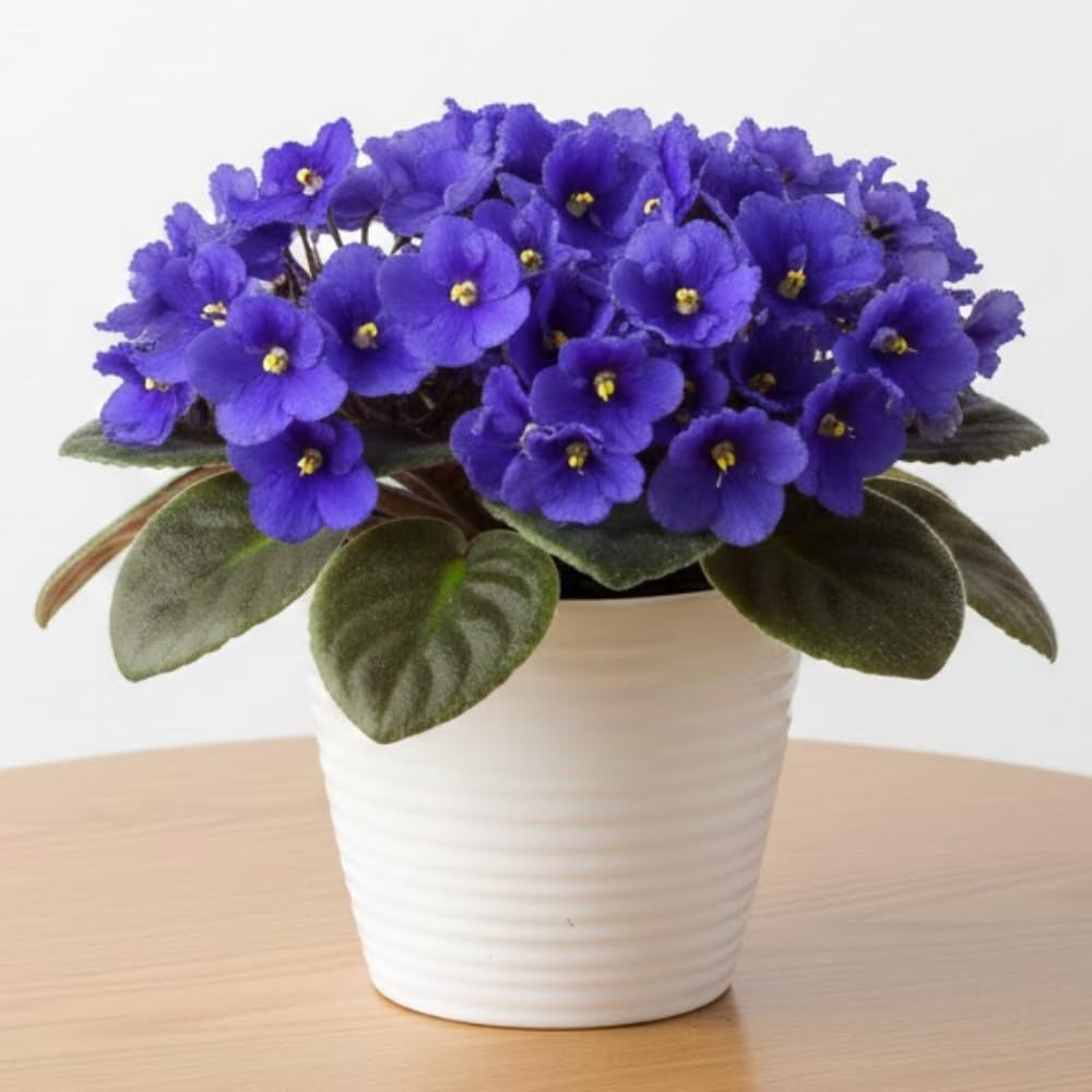 African Violets Live Plants, African Violet Plant Live in 4 Inches Pot, Violets Flowers Houseplant, 4-7 Inches Tall for Home Office Decor (Blue)