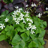 Live Green Oxalis Shamrock, Oxalis Triangularis Plant, 4 Inch Pot, Well Rooted, Ready for Planting