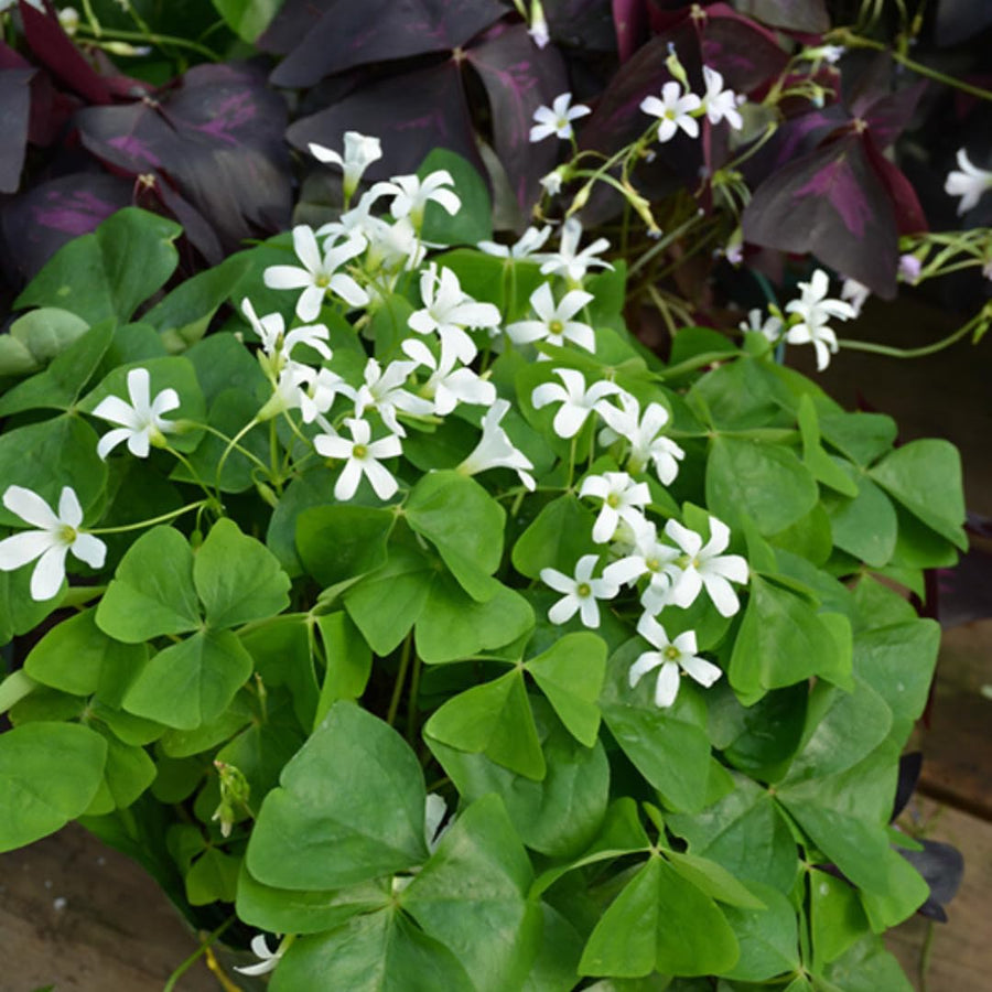 Live Green Oxalis Shamrock, Oxalis Triangularis Plant, 4 Inch Pot, Well Rooted, Ready for Planting