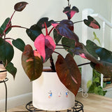 Mixed Variegated Philodendron Live Plants, Unique Foliage Philodendron Plants, Rare Tropical Houseplant, No Pot, 4-8'' Tall
