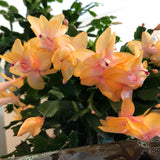2 Christmas Cactus Plants Live, Holiday Blooming Indoor Plants Live Houseplants, Hanging Baskets Easy Care, Well-Rooted 5-8" Tall, No Pot, Bareroots, Single Stems (Yellow Christmas Cactus)