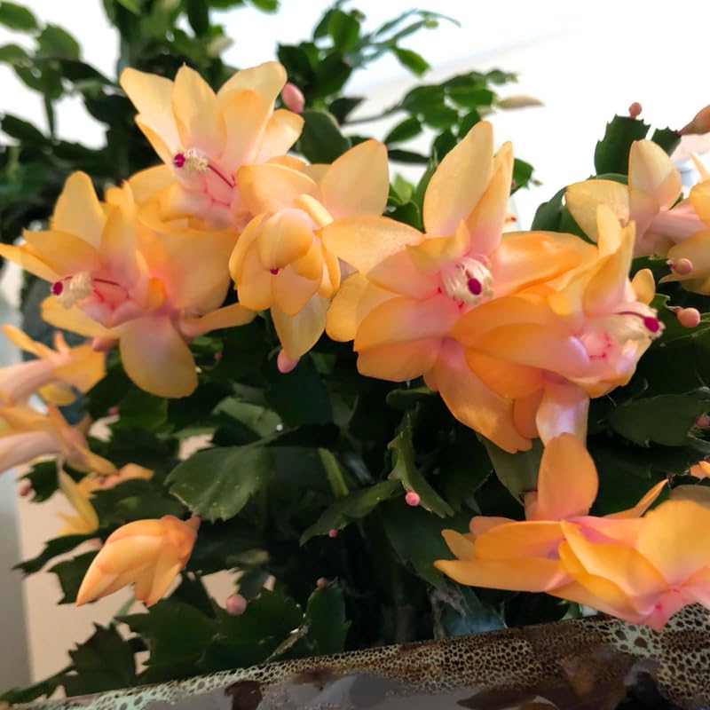 2 Christmas Cactus Plants Live, Holiday Blooming Indoor Plants Live Houseplants, Hanging Baskets Easy Care, Well-Rooted 5-8" Tall, No Pot, Bareroots, Single Stems (Yellow Christmas Cactus)