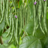 2PPP Green Bean Plant Live for Planting, Bean Bush Starter Plant, 4-6'' Tall in 4 Inches Pot, Edible Vegetable Plant for Outdoor Growing