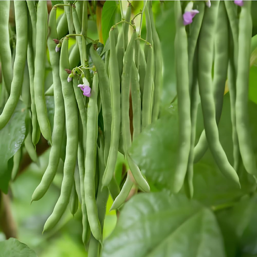 2PPP Green Bean Plant Live for Planting, Bean Bush Starter Plant, 4-6'' Tall in 4 Inches Pot, Edible Vegetable Plant for Outdoor Growing