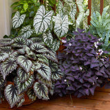 Combo 3 Summer Begonia Angel Wing Plants Live, Begonia Maculata Live Plant, Begonias Live Plants Outdoor, 4 to 8 Inc Tall