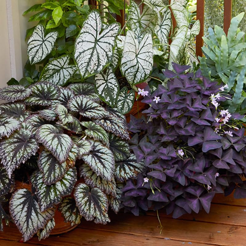 Combo 4 Begonias Houseplant Live Indoor, Summer Begonia Maculata Live Plant, Begonias Live Plants Outdoor, 4 to 8 Inc Tall