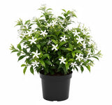 Star Jasmine Plant Live, Fragrant Jasmine Vine for Outdoor Planting, Starter Plant in 4'' Pot, Easy Care
