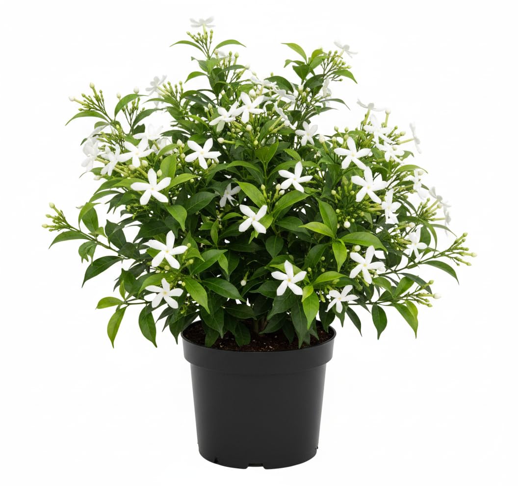 Star Jasmine Plant Live, Fragrant Jasmine Vine for Outdoor Planting, Starter Plant in 4'' Pot, Easy Care