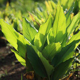 Pack 2 Curcuma Turmeric Ginger Plants Live 5 to 9 Inch Tall, Turmeric Live Plants, Ornamental Ginger Flowers