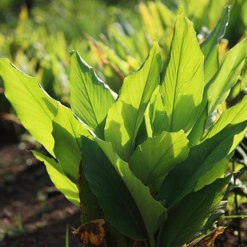 Pack 2 Curcuma Turmeric Ginger Plants Live 5 to 9 Inch Tall, Turmeric Live Plants, Ornamental Ginger Flowers