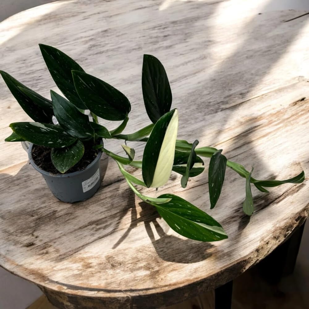 2 Rare Philodendron Live Plants Varieties Collection, Philodendrons Plants Size 5-9 Inc for Indoor Houseplant Décor, Ornamental Tropical Well-Rooted (Monstera Variegated Yellow Green)