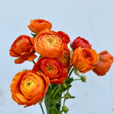 Ranunculus Bulbs, 25 Ranunculus Bulbs, French Peony Style Buttercup Corms, Spring Blooming Garden Flowers, Vibrant Flower Plant (Orange Ranunculus)