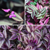 Purple Wandering Jew Live Plant, Tradescantia Zebrina, 4 Inch Pot for Planting, Indoor Houseplant