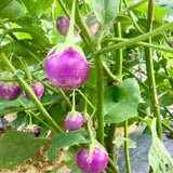 Pack of 100 Purple Round Eggplant Seeds for Planting, Assorted Eggplant Vegetable Seeds for Outdoor Gardening, Suitable for Home Garden Beds, Raised Beds, or Containers