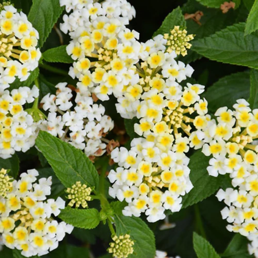 Pack 4 Trailing Lantana Plants Live for Gardening, 4-9 Inc Height, Ornamental Lantana Live Plants, Fragrant Lantana Flowers Vine (Yellow White Lantana)