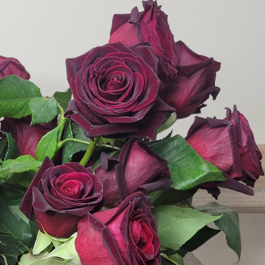 Black Red Climbing Rose Live Plant, Fragrant Rose Bush Ready to Plants, Zone 5 to 9, Size 5 to 7 Inches and Bare Root