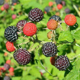 1 Black Raspberry Plant Live for Planting, Potted 20-30 Inch Tall, Black Raspberry Bushes Live Plant, Sweet Raspberry Fruit Trees