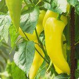 Set 2 Pepper Sweet Banana Plants Live, 90 Days Old Pepper, Sweet to Mild Heat, No Pot