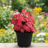 Oxalis Flower Plant in 4'' Pot, 4-8'' Tall, Shamrock Flowers Plants, Perennial Flower Plants for Indoor and Outdoor Garden (Red Oxalis)