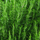 Rosemary Plant Live in Pot, Live Rosemary Plant, Fragrant Herb, 12 Inches Tall