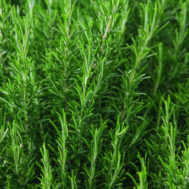 Rosemary Plant Live in Pot, Live Rosemary Plant, Fragrant Herb, 12 Inches Tall