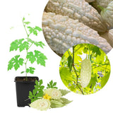 Bitter Melon Plant Live for Planting, Rare White Bitter Gourd Live Plants, Well Rooted, 6-8 Inc Tall, Summer Vegetable, Climbing Vine for Garden Trellis Growing