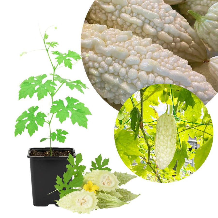 Bitter Melon Plant Live for Planting, Rare White Bitter Gourd Live Plants, Well Rooted, 6-8 Inc Tall, Summer Vegetable, Climbing Vine for Garden Trellis Growing