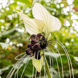 Pack 2 Tacca Chantrieri Plants Live, Black Orchid Bat Flower 3-6 Inches, Indoor Houseplant, Outdoor Planting